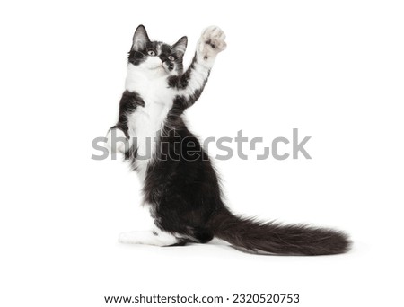 playful black and white kitten on white background