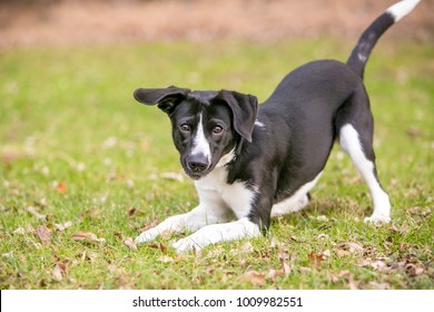 A Playful Black And White Mixed Breed Dog, In A Play Bow Position