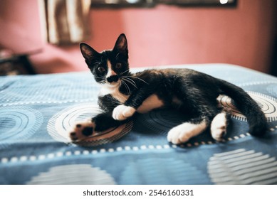 A playful black-and-white kitten with curious eyes sits on a dotted blue bedspread in a cozy room with pink walls, capturing a candid moment of feline charm and innocence in a homely setting - Powered by Shutterstock