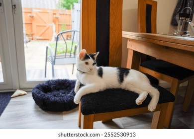 A playful black-and-white kitten lounges, lying on a wooden chair with a dark cushion, tilting its head curiously. The cozy indoor space features soft lighting, curtains, and a warm atmosphere - Powered by Shutterstock