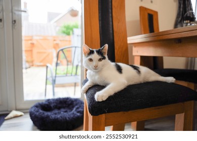 A playful black-and-white kitten lounges, lying on a wooden chair with a dark cushion, tilting its head curiously. The cozy indoor space features soft lighting, curtains, and a warm atmosphere - Powered by Shutterstock