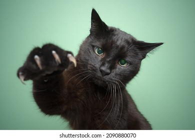 playful blind black cat raising paw showing claws on mint green background
