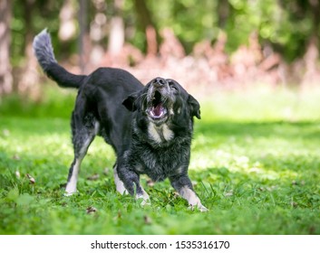 A playful Border Collie / Australian Cattle Dog mixed breed dog standing in a play bow position and barking - Shutterstock ID 1535316170