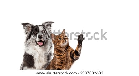 Similar – Image, Stock Photo Playful Curious Funny Cute Maine Coon Cat With Bright Light-red Cream Solid Fur Color Lies On Walkway On Flower Background. Pets On Walk. Amazing Pets Pet Coon Cat, Maine Cat, Maine Shag