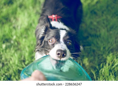 playful border collie with frisbee. young female dog pull the frisbee from her owner hands