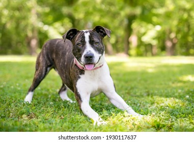 A Playful Brindle And White Mixed Breed Dog In A Play Bow Position