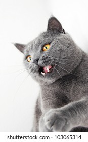Playful British blue cat - Shutterstock ID 103065314