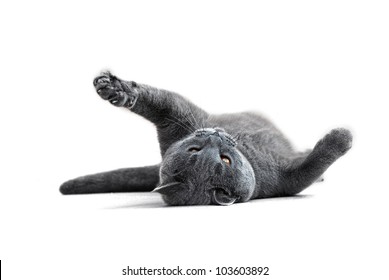 Playful British Blue Cat