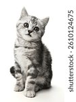 Playful British shorthair gray tabby kitten posing cutely on a white background in a studio setting, engaging with the camera, showcasing its fluffy coat and curious expressions that capture the charm