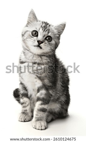 Playful British shorthair gray tabby kitten posing cutely on a white background in a studio setting, engaging with the camera, showcasing its fluffy coat and curious expressions that capture the charm