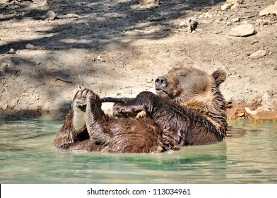 Playful brown bear in the water
