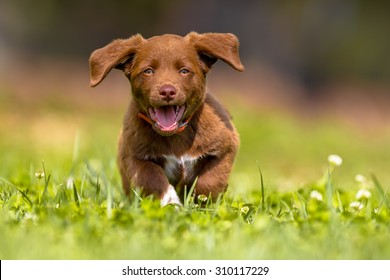 Playful brown puppy enjoying the lovely weather while running through grass in a backyard lawn