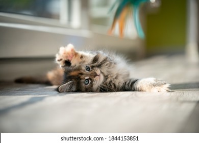 playful calico maine coon kitten lying on floor stretching paw - Powered by Shutterstock