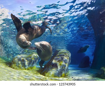 Playful California sea lions (Zalophus californianus) come together for a kiss underwater while another sea lion is swimming through the pathway in the background.