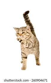 Playful cat breed Scottish Straight standing with a raised paw isolated on white background