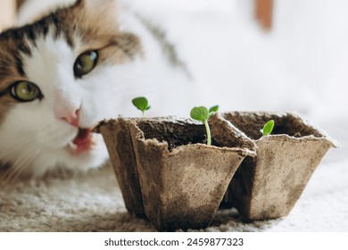 Playful cat curiously sniffs at young seedlings in biodegradable pots, captured in a domestic setting with a focus on nature and pets. - Powered by Shutterstock
