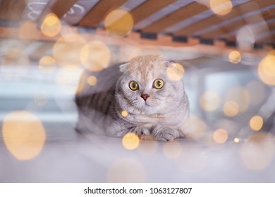 Royalty Free Cat Hiding Behind Wall Stock Images Photos