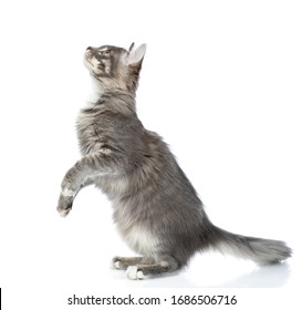 Playful cat looks up and stands in profile. isolated on white background