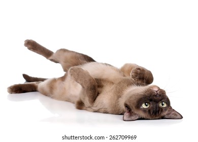 Playful Cat Lying On His Back On A White Background