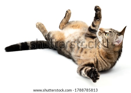 Playful cat lying tabby and funny isolated on white background.