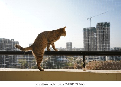 a playful cat playing on the ledge of an urban netted balcony - Powered by Shutterstock