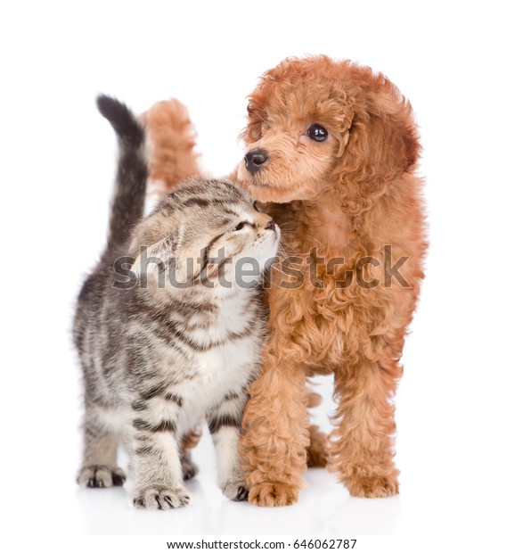 do poodles get along with cats