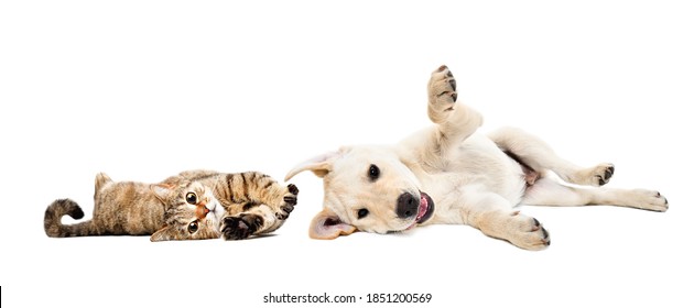 Playful Cat Scottish Straight And Labrador Puppy Lying Together Isolated On White Background
