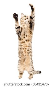 Playful cat Scottish Straight standing on his hind legs isolated on white background - Shutterstock ID 334314737