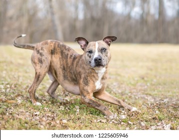 A Playful Catahoula Leopard Dog Mixed Breed In A Play Bow Position