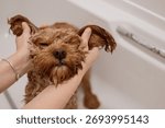 A playful cavapoo dog taking a bath, with its wet ears gently held apart by hands, creating a cute and funny moment
