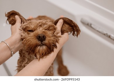 A playful cavapoo dog taking a bath, with its wet ears gently held apart by hands, creating a cute and funny moment