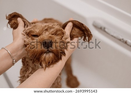 A playful cavapoo dog taking a bath, with its wet ears gently held apart by hands, creating a cute and funny moment