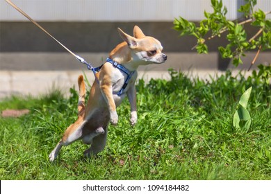 Playful chihuahua puppy pulling on a leash