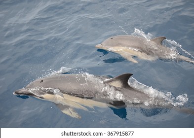 Playful Common Dolphins In The Hauraki Gulf