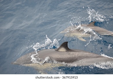 Playful Common Dolphins In The Hauraki Gulf