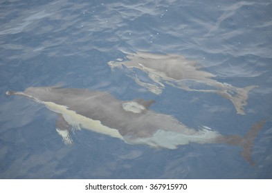 Playful Common Dolphins In The Hauraki Gulf