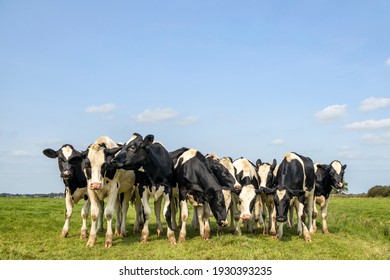 Playful Cows Together In A Group, Bunch Of Heifer, In A Green Field Blue Sky