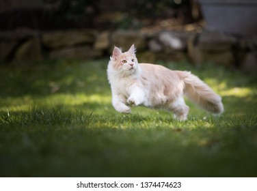 playful cream tabby maine coon cat running on the lawn in the garden on a sunny day chasing birds