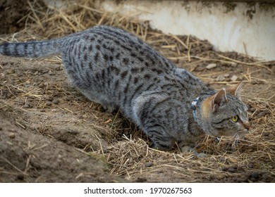 A Playful Curious Cat Stalking Its Pray. A Small Feline Watching As A Hunter From An Ambush In Full Concentration And Focused Solely On Catching Mice. Adorable House Kitty Planning An Attack. Danger.