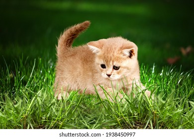 klart Skæbne fløjl Cat nature Images, Stock Photos & Vectors | Shutterstock