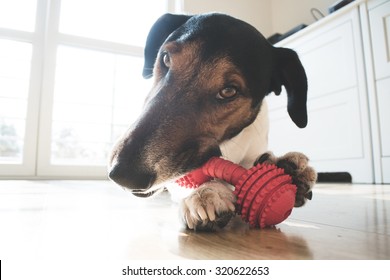 Playful And Cute Terrier Dog Chewing A Toy At Home