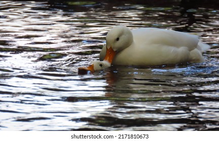 Playful Dipping, Or Mating Ritual?