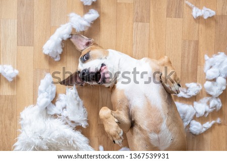 Playful dog among torn pieces of a pillow on the floor, top view. Funny staffordshire terrier having fun destroying homeware
