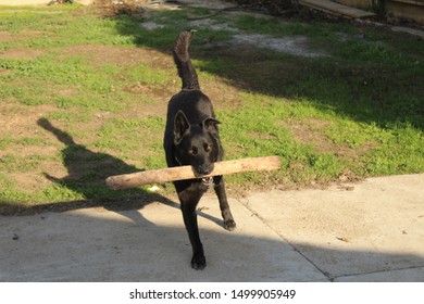 Playful Dog With Too Big Stick