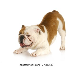 Playful Dog - English Bulldog With Bum Up In The Air In Playful Stance