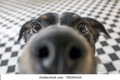Playful dog face, black white and brown, with nose close to the camera lens, focus on face, closeup, with black and white tiled floor background