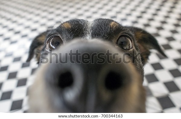 Playful dog face, black white and brown, with\
nose close to the camera lens, focus on face, closeup, with black\
and white tiled floor\
background