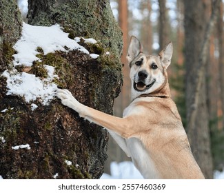 A playful dog leaps onto a snow-dusted tree trunk in a winter forest. The pet energetic movement and happy expression are framed by tall pine trees in the background. - Powered by Shutterstock