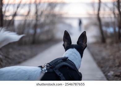 A playful dog stands on a wooden path, eagerly watching a person stroll along the lakeshore at sunset - Powered by Shutterstock