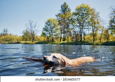 Playful dog swimming in lake. Labrador retriever carrying stick from water. Ore mountains, Czech Republic